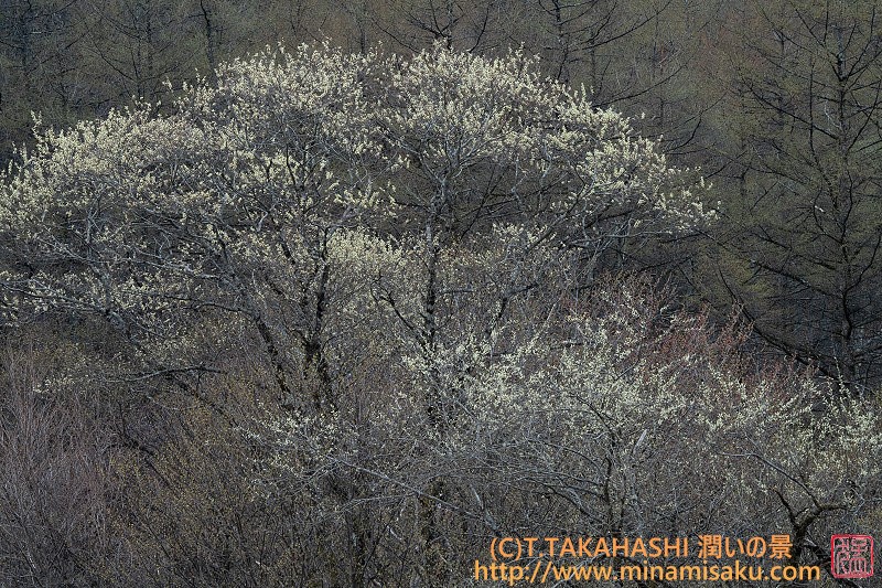 ../Images/7R250420 (33).jpg